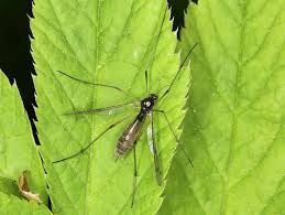 Attēlu rezultāti vaicājumam “Ptychoptera sp.”