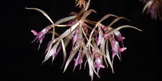 Attēlu rezultāti vaicājumam “Diderma umbilicatum macro”