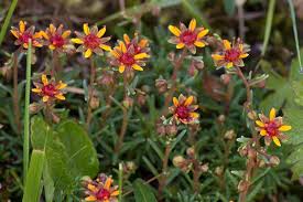 Attēlu rezultāti vaicājumam “Saxifragaceae”