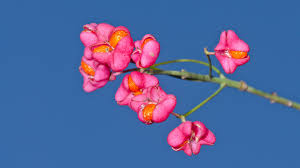 Attēlu rezultāti vaicājumam “Euonymus europaeus”