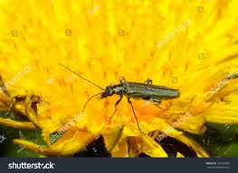 Attēlu rezultāti vaicājumam “Oedemera croceicollis”