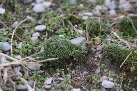 Attēlu rezultāti vaicājumam “Bryum argenteum sporophyte”