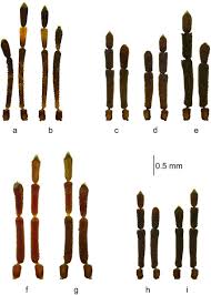 Attēlu rezultāti vaicājumam “Aradus betulae”