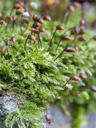 Attēlu rezultāti vaicājumam “Brachytheciastrum velutinum”
