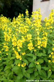 Attēlu rezultāti vaicājumam “Lysimachia punctata”