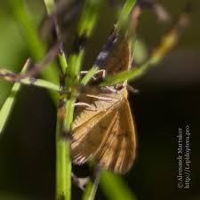 Attēlu rezultāti vaicājumam “Idaea serpentata”