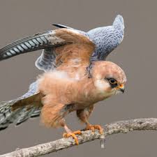 Attēlu rezultāti vaicājumam “Falco vespertinus adult”