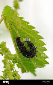 Attēlu rezultāti vaicājumam “Araschnia levana larva”