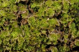 Attēlu rezultāti vaicājumam “Fossombronia wondraczekii”