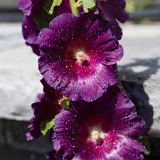 Attēlu rezultāti vaicājumam “Alcea rosea”