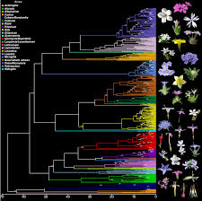 Attēlu rezultāti vaicājumam “Polemoniaceae”