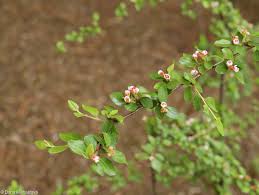 Attēlu rezultāti vaicājumam “Cotoneaster divaricatus”