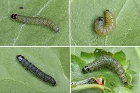 Attēlu rezultāti vaicājumam “Hedya nubiferana”