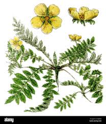 Attēlu rezultāti vaicājumam “Argentina anserina”