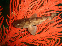 Image result for Haploblepharus pictus