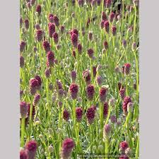 Image result for Sanguisorba minor