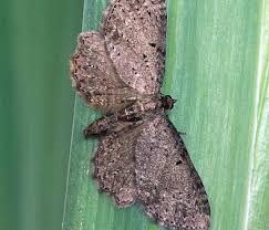 Attēlu rezultāti vaicājumam “Anticollix sparsata”