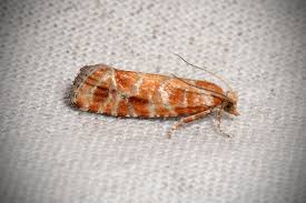 Attēlu rezultāti vaicājumam “Rhyacionia pinicolana”