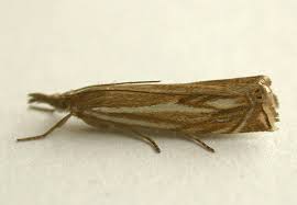 Attēlu rezultāti vaicājumam “Crambus lathoniellus”