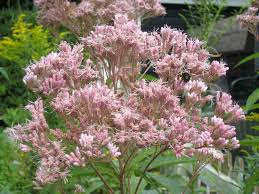 Attēlu rezultāti vaicājumam “Cinna latifolia leaf”