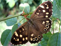 Attēlu rezultāti vaicājumam “Pararge aegeria”