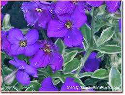 Attēlu rezultāti vaicājumam “Aubrieta deltoidea”