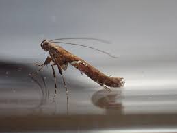 Attēlu rezultāti vaicājumam “Caloptilia hemidactylella”