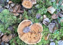 Attēlu rezultāti vaicājumam “Onnia tomentosa”