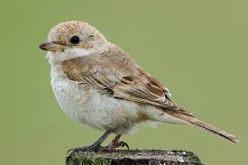 Attēlu rezultāti vaicājumam “Corvus cornix juvenile”