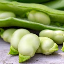 Image result for Dicke Bohnen