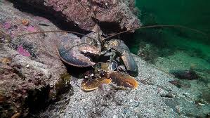 Image result for Homarus americanus