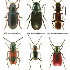 Attēlu rezultāti vaicājumam “Necrobia violacea”