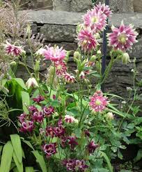 Image result for Aquilegia vulgaris `Nora Barlow`