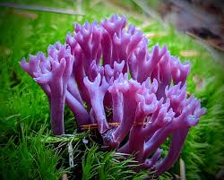 Attēlu rezultāti vaicājumam “Clavulina amethystina”