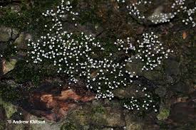 Attēlu rezultāti vaicājumam “Physarum globuliferum”