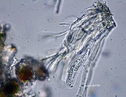 Attēlu rezultāti vaicājumam “Opegrapha rufescens”