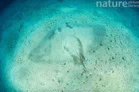 Image result for Gymnura altavela