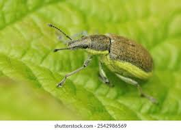 Attēlu rezultāti vaicājumam “Chlorophanus viridis”