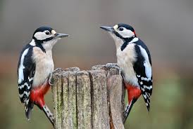 Attēlu rezultāti vaicājumam “Dendrocopos major female”