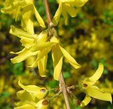 Attēlu rezultāti vaicājumam “Forsythia suspensa flower”