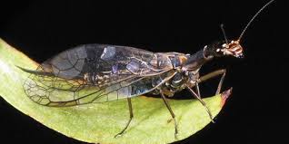 Attēlu rezultāti vaicājumam “Raphidioptera imago”