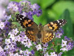Attēlu rezultāti vaicājumam “Vanessa cardui”