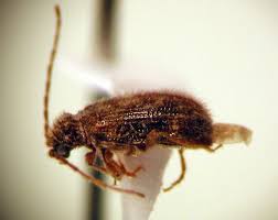 Attēlu rezultāti vaicājumam “Ptinus sp. male”