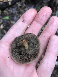 Attēlu rezultāti vaicājumam “Hypholoma lateritium”