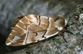 Attēlu rezultāti vaicājumam “Endromidae”