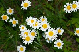 Attēlu rezultāti vaicājumam “Leucanthemum vulgare”