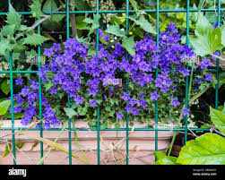 Image result for Campanula moesiaca