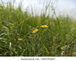 Image result for Potentilla tormentilla