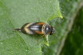 Attēlu rezultāti vaicājumam “Mordellidae”