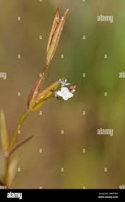 Attēlu rezultāti vaicājumam “Veronica scutellata bud”